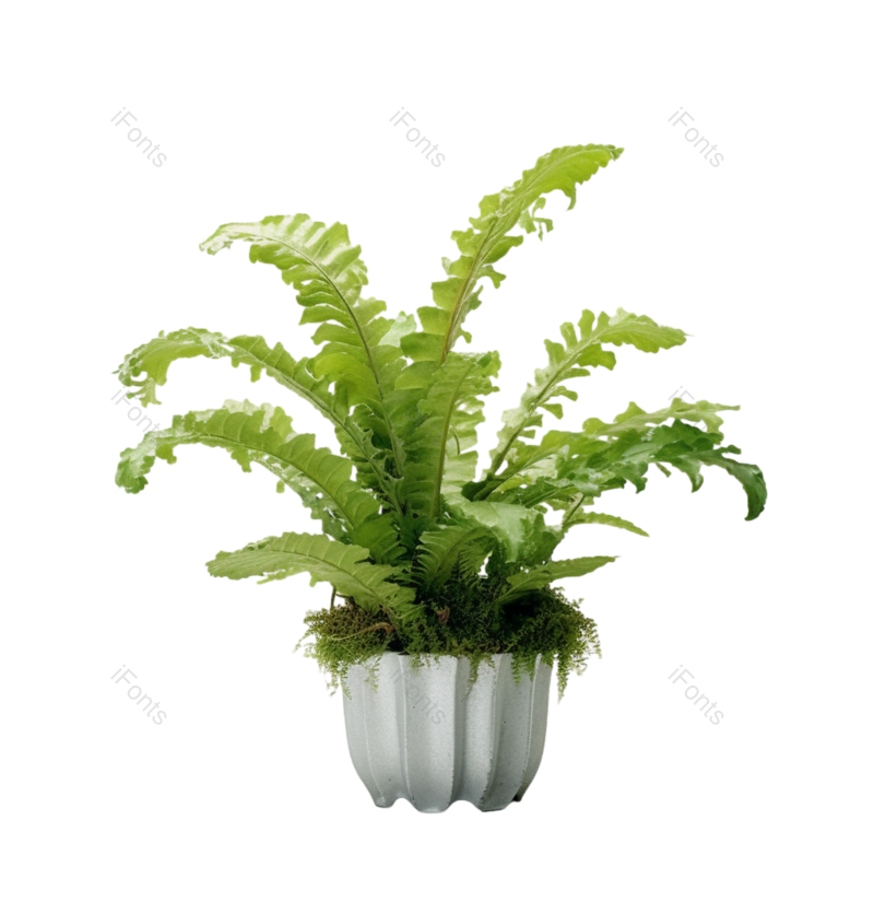 叶子图片,摄影元素,白色背景PNG,花盆免抠素材